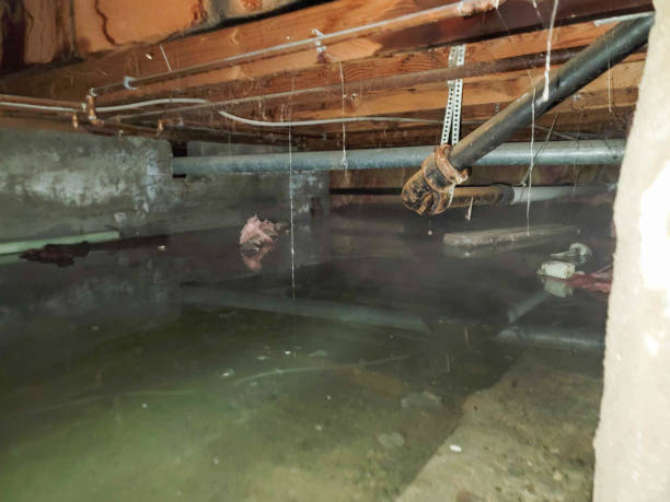 Best Professional water damage repair  in , NH